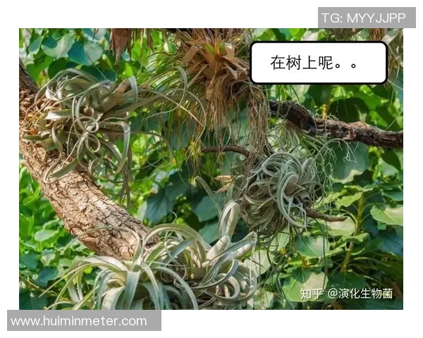 探索亚狮龙的神秘世界揭示其生存环境与生态习性之谜